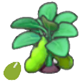 Graine de haricot