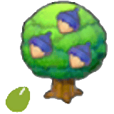 Graine Maron