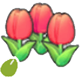 Graines de fleurs ravissantes