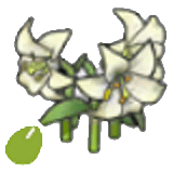 Graines de fleurs élégantes