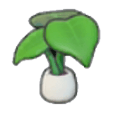 Plante aux feuilles larges