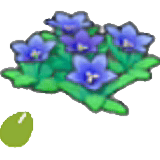 Graines de fleurs des collines