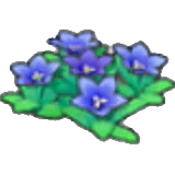 Fleurs des collines