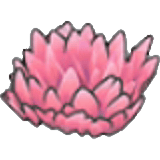 Herbe rose