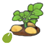 Graines de pommes de terre