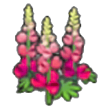 Fleurs résistantes