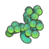 Sea Grape Stalk