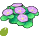Graines de fleurs maritimes