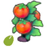 Graine de tomate