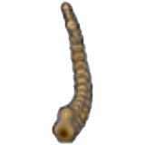 Fossile Toundra (queue)
