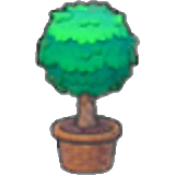 Arbuste torsadé en pot