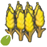 Graines de blé