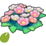 Graines de fleurs sauvages