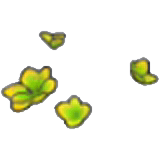 Pousses vert-jaune
